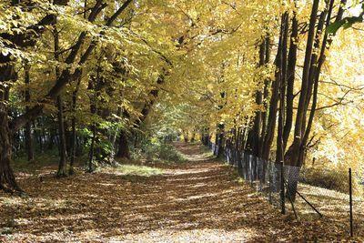 Serie Rosenberg Graz: Waldweg im Herbst