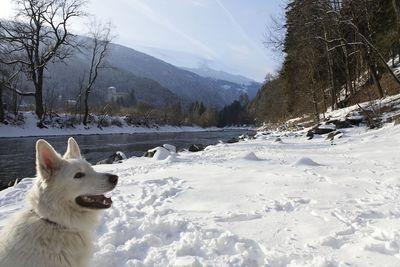 Serie Lienz: Weißer Schäferhund an der Isel