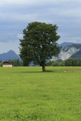 Serie: Wolfgangsee - Allein stehender Baum auf einer Wiese