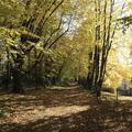 Serie Rosenberg Graz: Waldweg im Herbst - 1