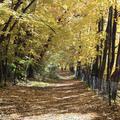 Serie Rosenberg Graz: Waldweg im Herbst