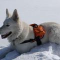 Serie Schöckl: ein weißer Schäferhund im Schnee