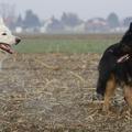Serie Altdeutscher Schäferhund: Auge in Auge mit einem Weißen Schäferhund