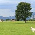 Serie: Wolfgangsee - Weißer Schäferhund vor alleinstehendem Baum