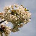 Kirschblüten vor blauem Himmel 