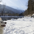 Serie Lienz: Weißer Schäferhund an der Isel 