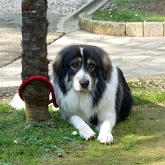 Serbischer Schäferhund - Šarplaninac 