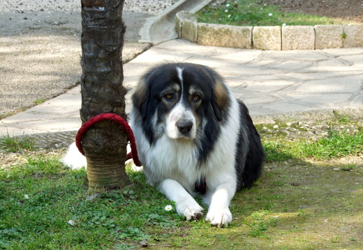 Serbischer Schäferhund - Šarplaninac 