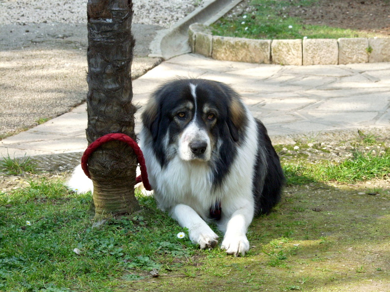 Sarplaninac-serbischer-schaeferhund-P3181689.JPG