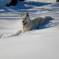 Serie Lienz, Osttirol: Weißer Schweizer Schäferhund im Schnee 
