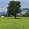 Serie: Wolfgangsee - Allein stehender Baum auf einer Wiese 