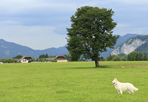 Serie: Wolfgangsee - Weißer Schäferhund vor alleinstehendem Baum 