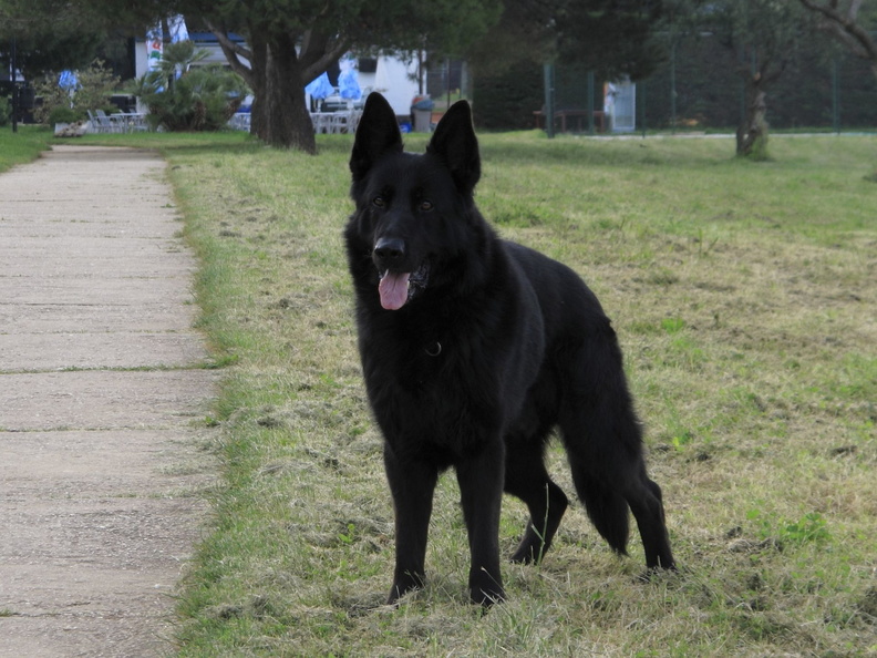 schwarzer-deutscher-schaeferhund.JPG
