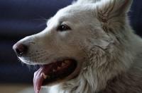 Der Berger Blanc Suisse (Weißer Schweizer Schäferhund) ist eine von der FCI seit dem 1. Januar 2003 vorläufig anerkannte Schweizer Hunderasse.